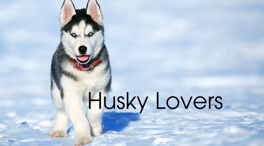 husky puppy t-shirt