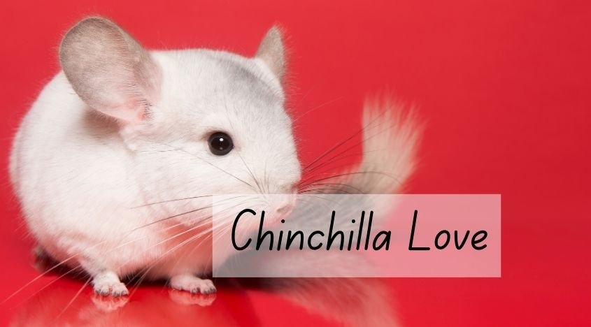 custom pet chinchilla shirt